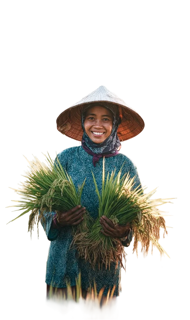 Người nông dân Việt Nam cầm bó lúa vừa thu hoạch.