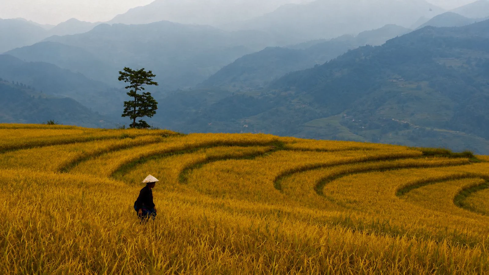 Ruộng bậc thang ở vùng cao Việt Nam.